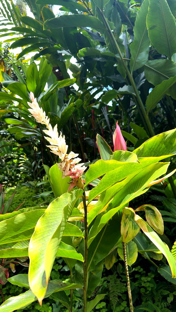 realhaylujan image ~ Altpins