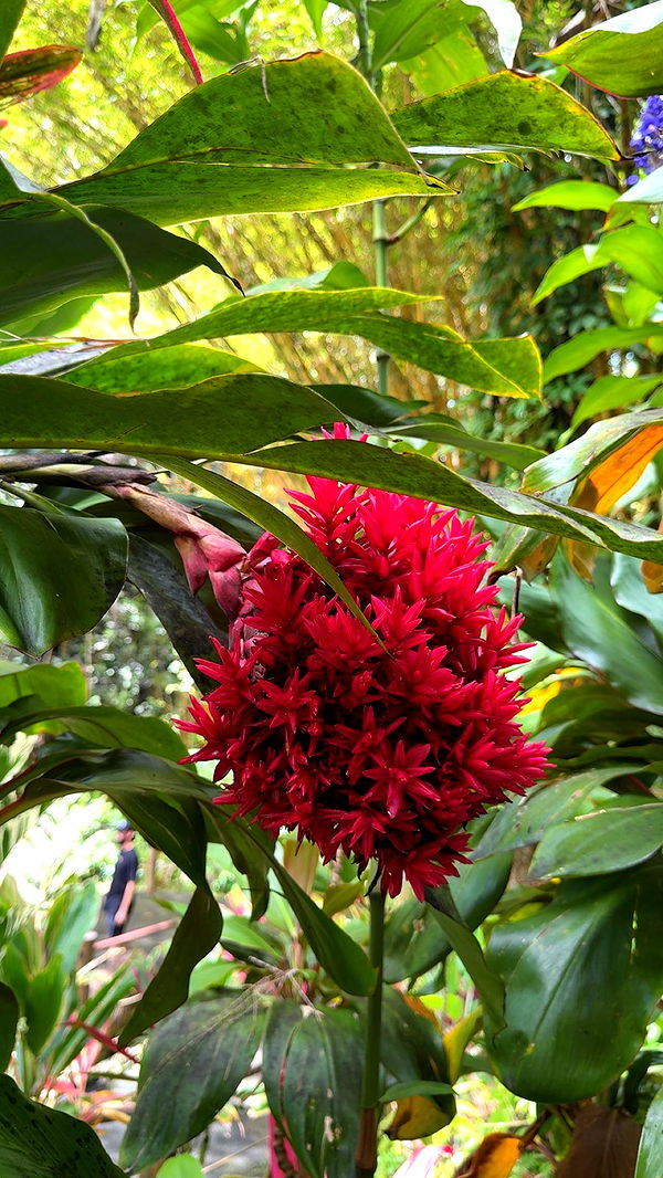 realhaylujan image ~ Altpins