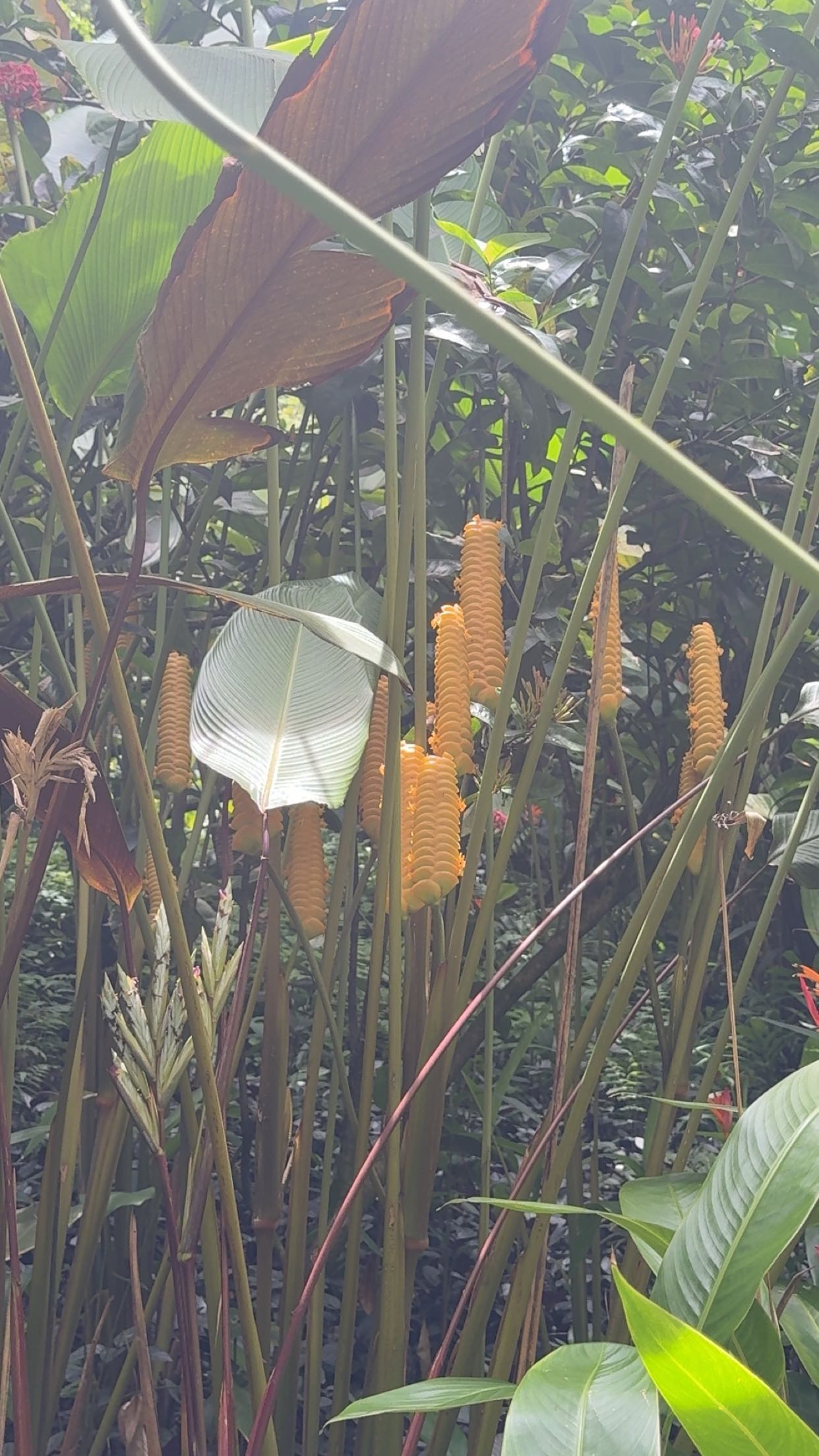 realhaylujan snapchat image archive image