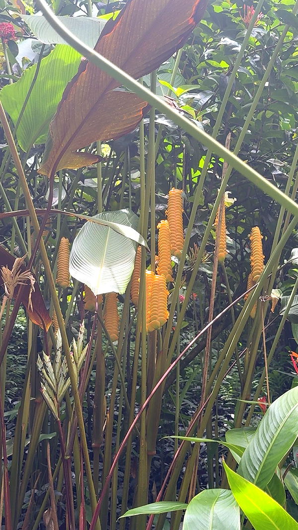 realhaylujan image ~ Altpins