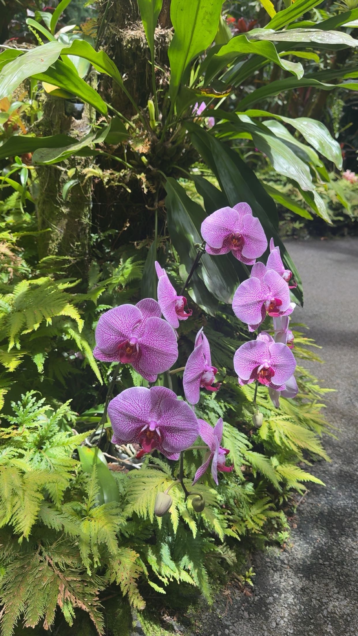 realhaylujan snapchat image archive image