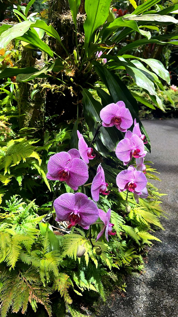 realhaylujan image ~ Altpins