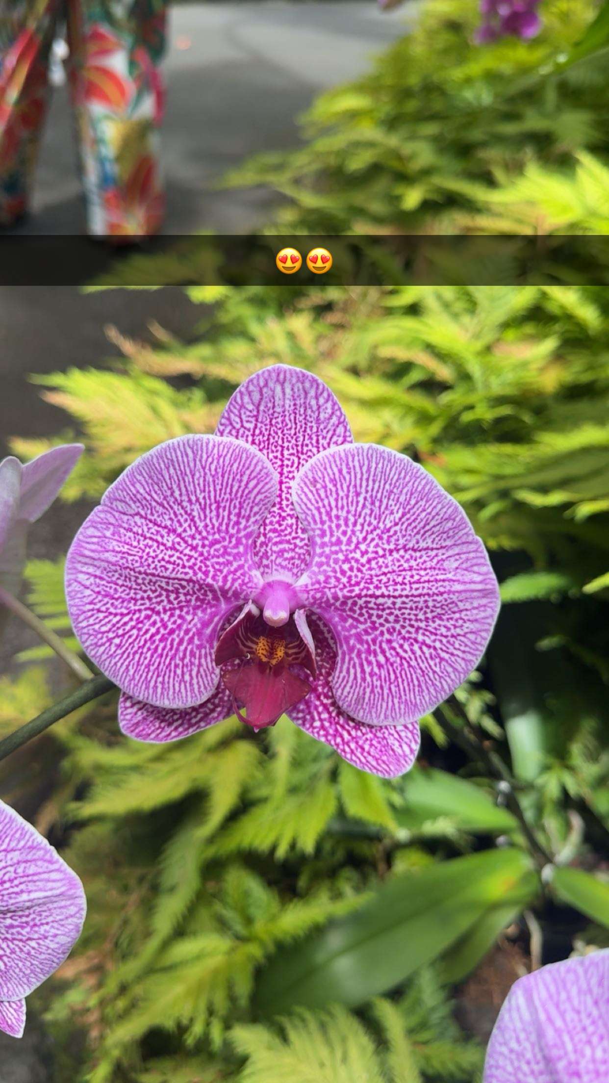 realhaylujan snapchat image archive image