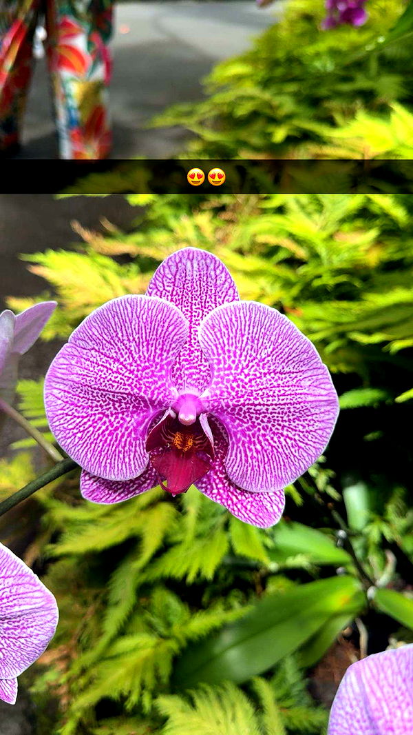 realhaylujan image ~ Altpins