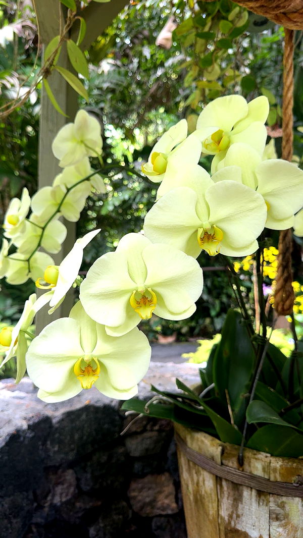 realhaylujan image ~ Altpins