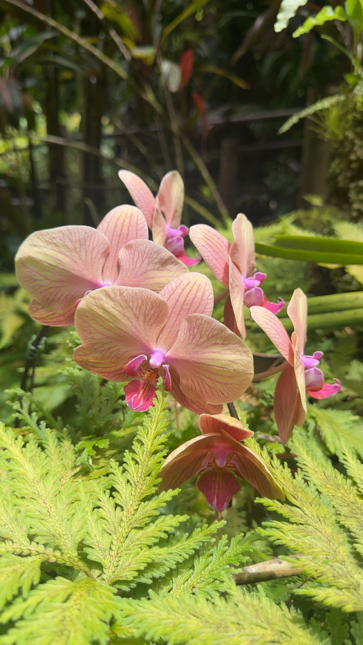 realhaylujan snapchat image archive image