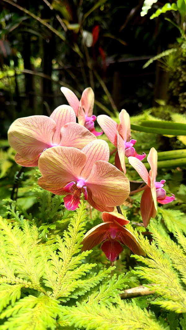 realhaylujan image ~ Altpins