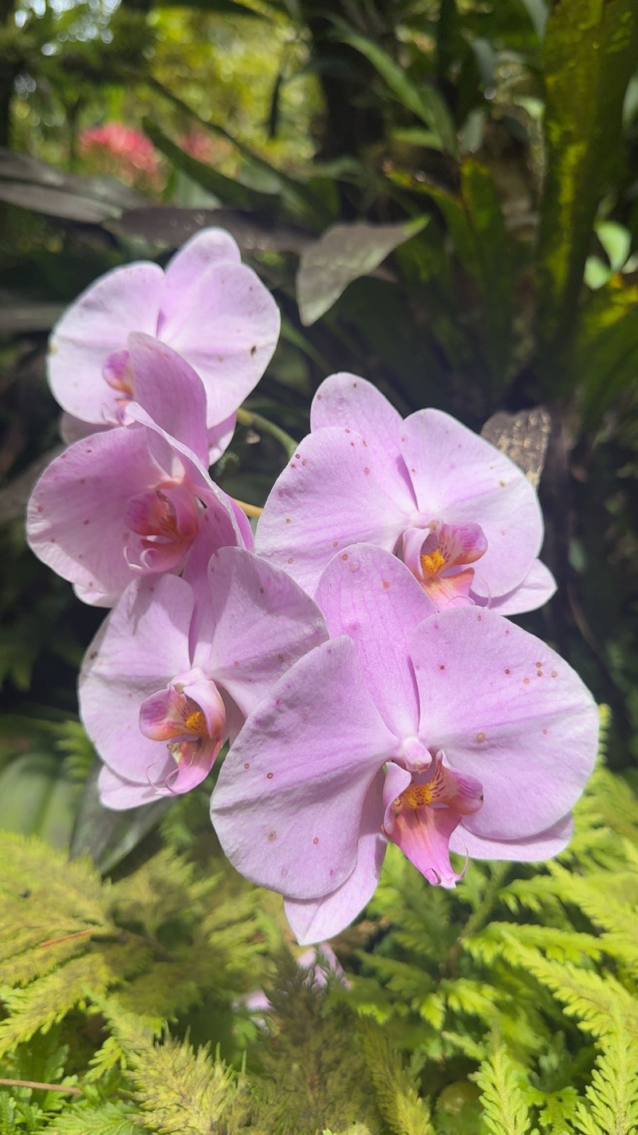 realhaylujan snapchat image archive image