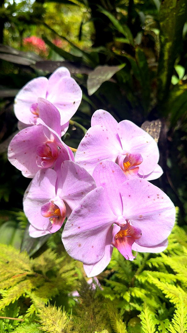 realhaylujan image ~ Altpins