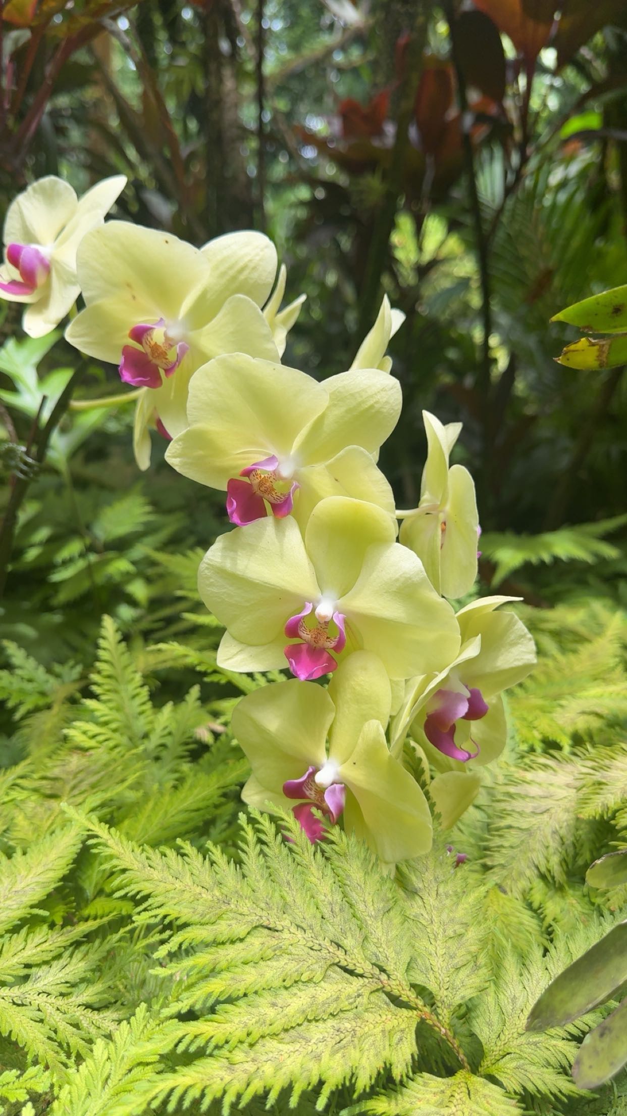 realhaylujan snapchat image archive image