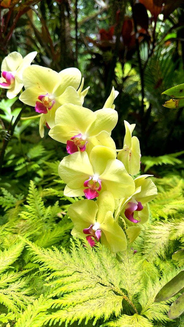 realhaylujan image ~ Altpins