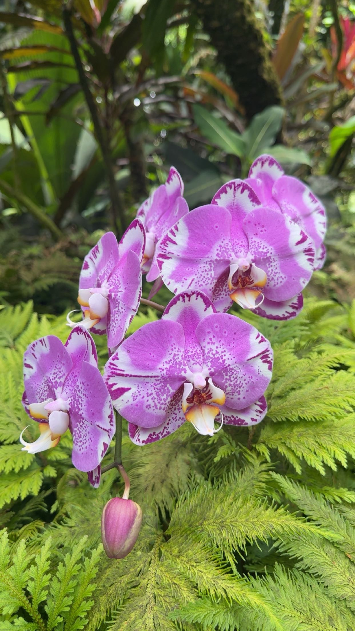 realhaylujan snapchat image archive image