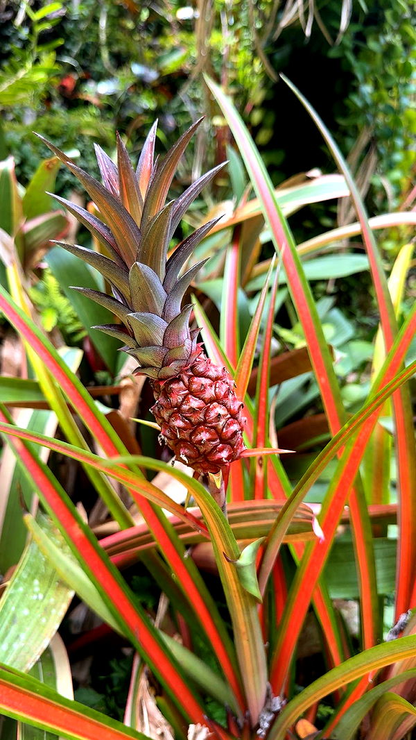 realhaylujan image ~ Altpins