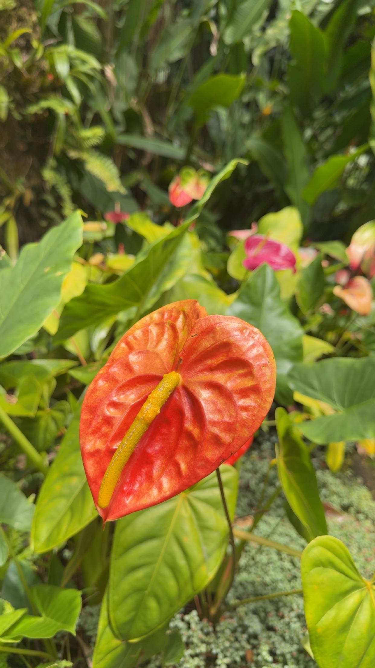 realhaylujan snapchat image archive image