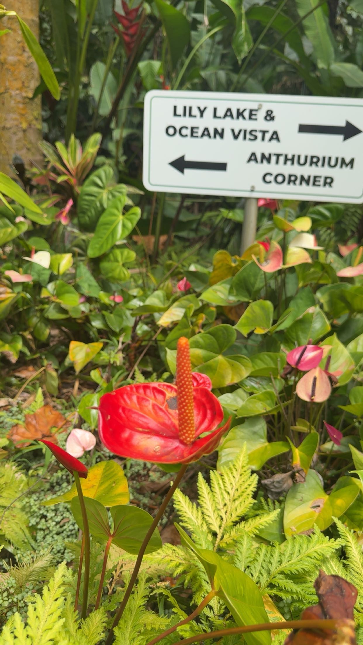 realhaylujan snapchat image archive image