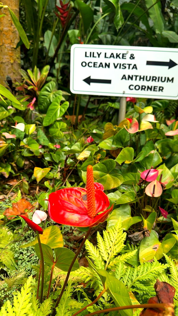 realhaylujan image ~ Altpins