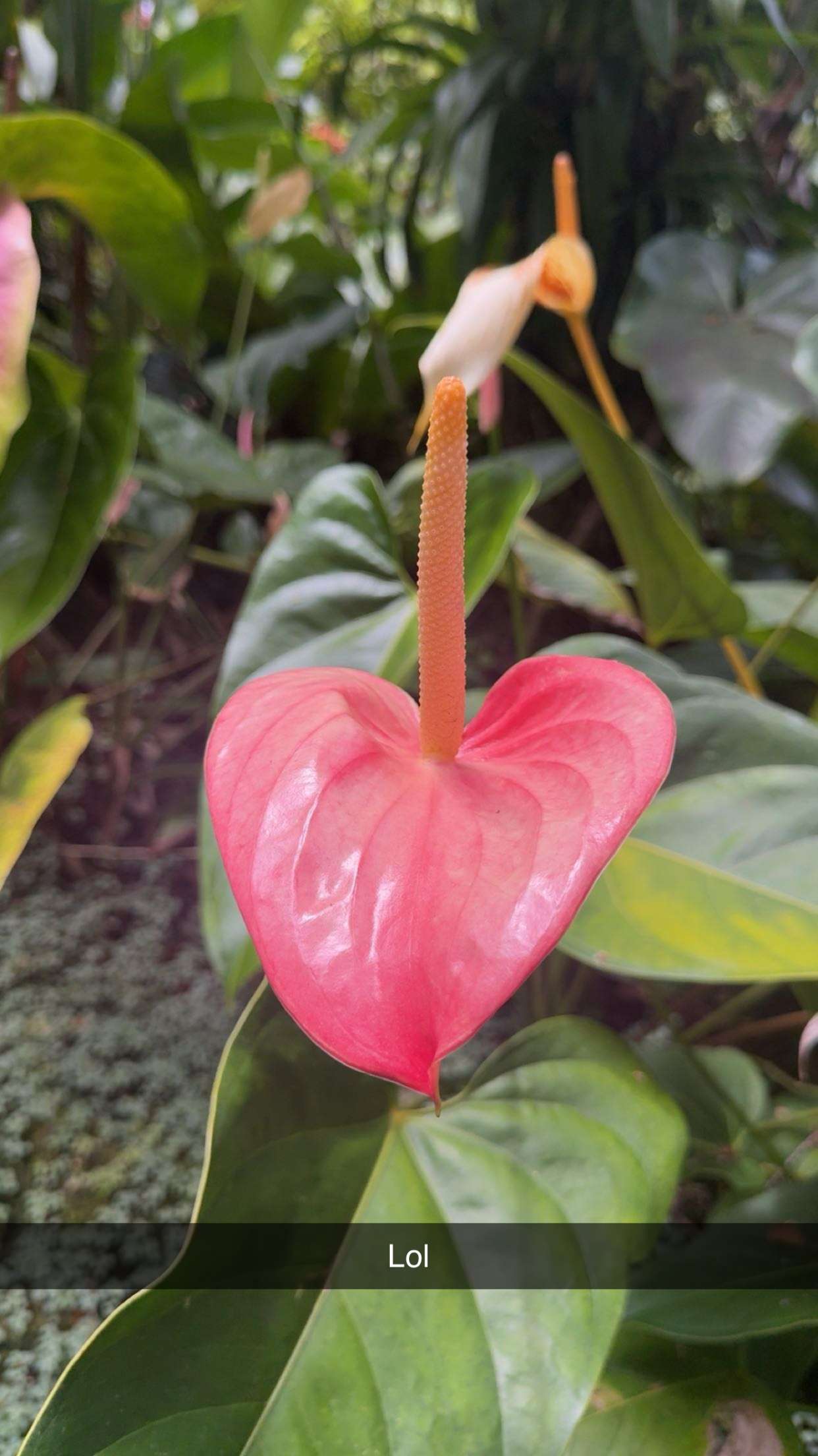 realhaylujan snapchat image archive image