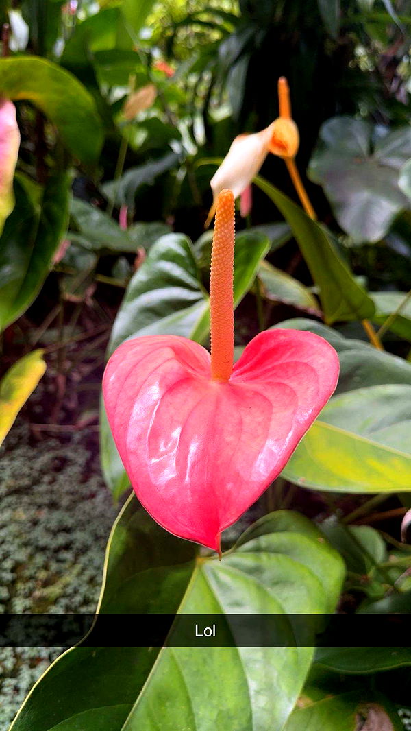 realhaylujan image ~ Altpins