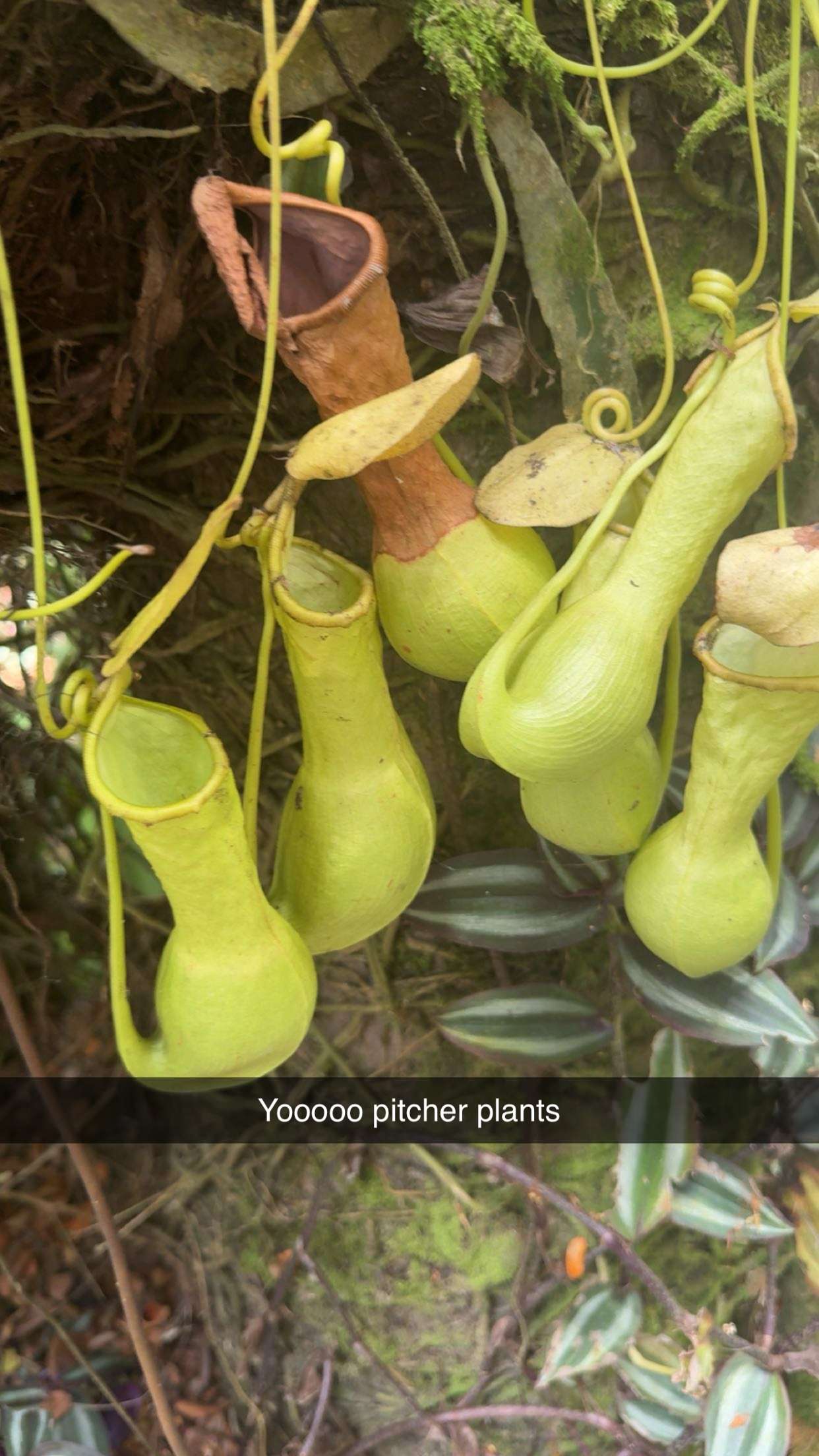 realhaylujan snapchat image archive image