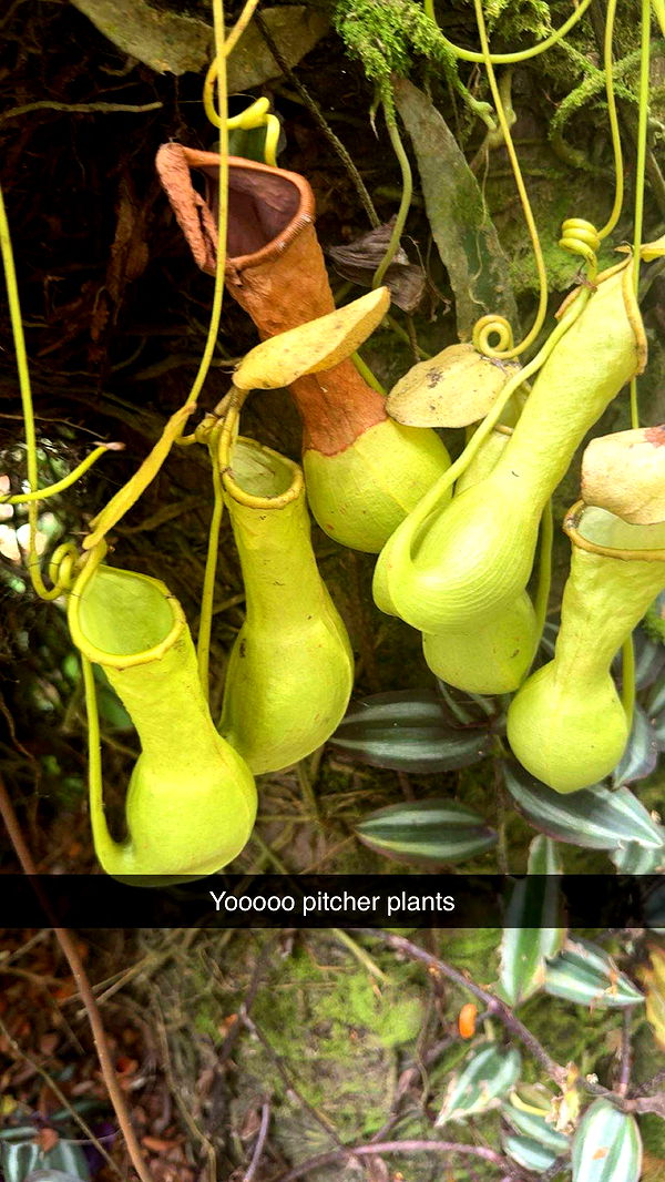 realhaylujan image ~ Altpins