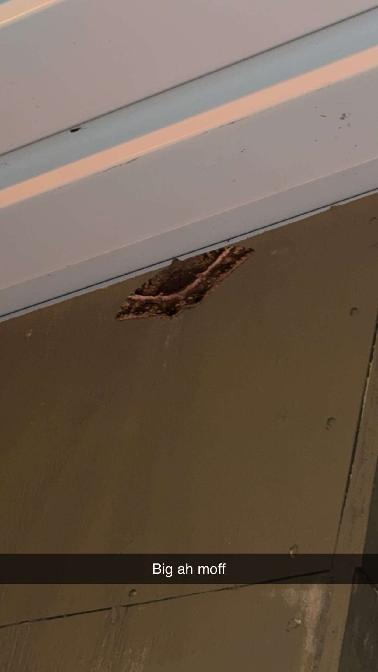 realhaylujan snapchat image archive image