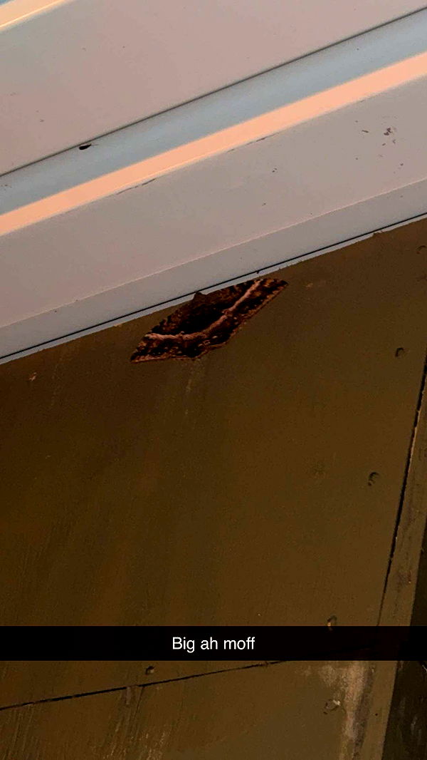 realhaylujan image ~ Altpins