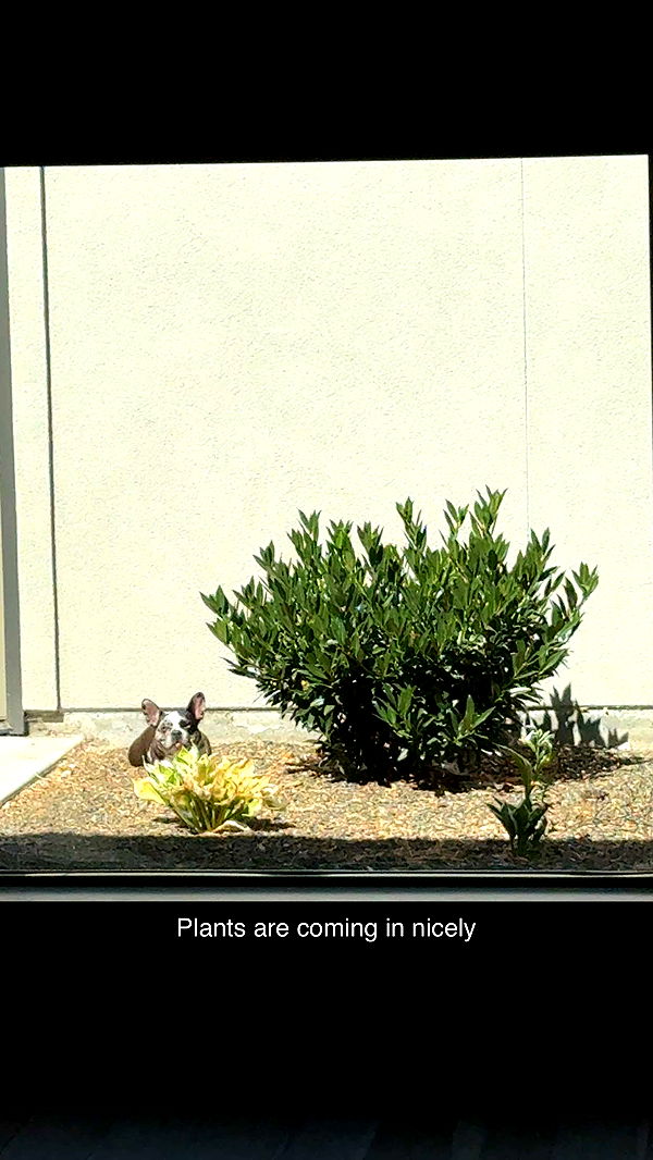 realhaylujan image ~ Altpins