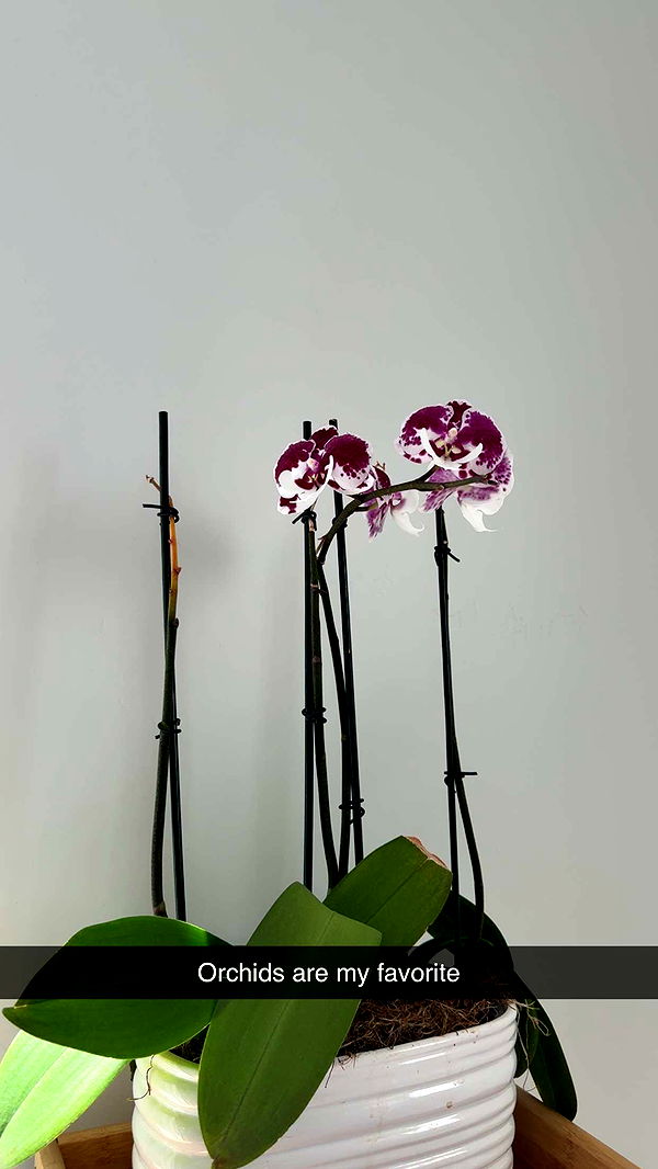 realhaylujan image ~ Altpins