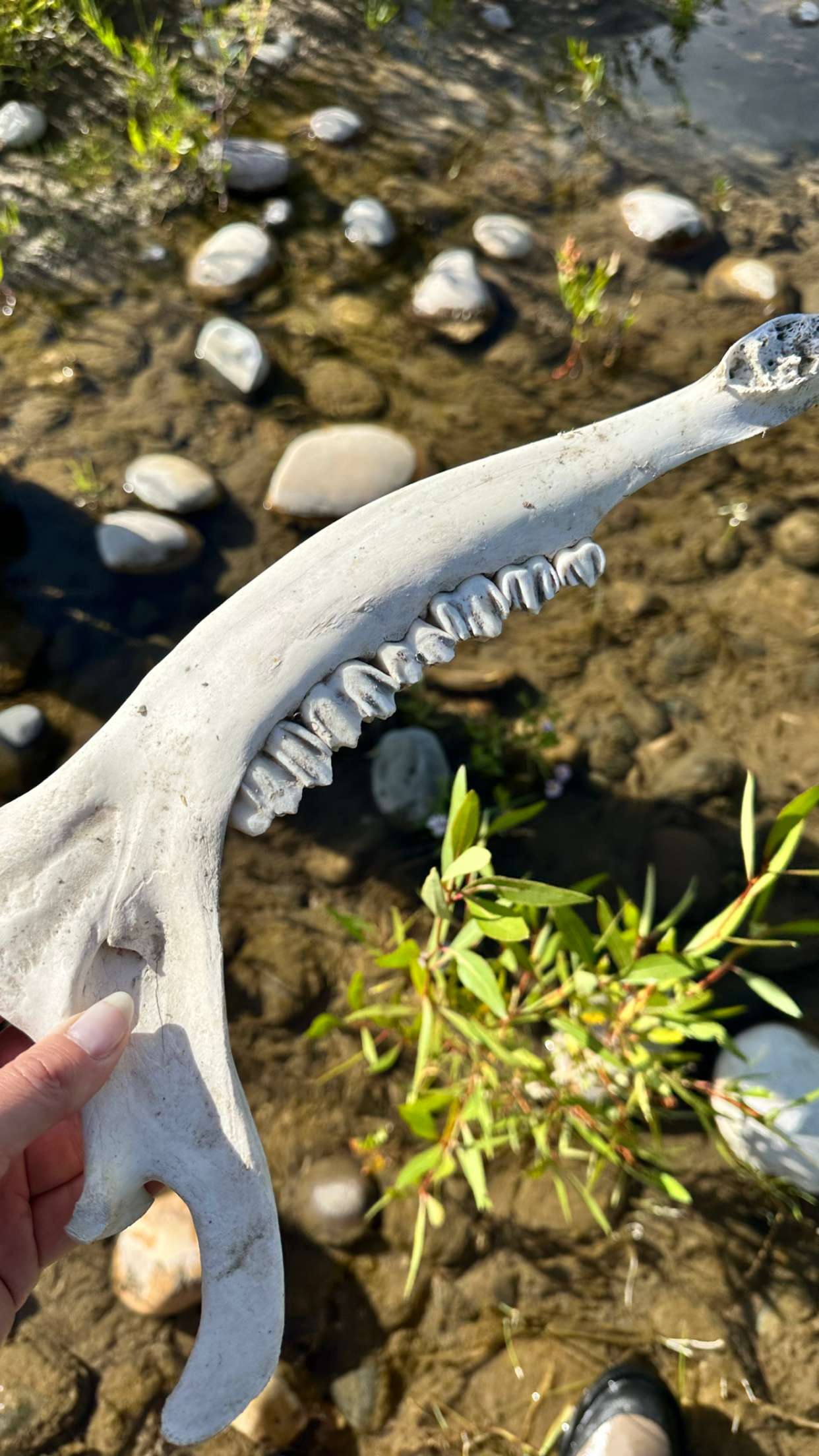 realhaylujan snapchat image archive image