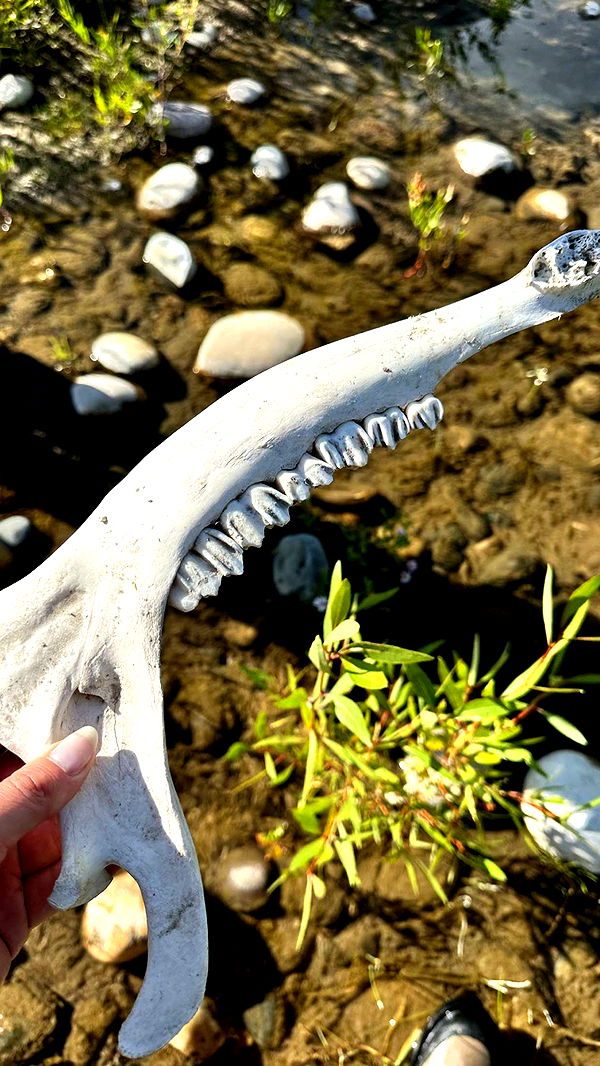 realhaylujan image ~ Altpins