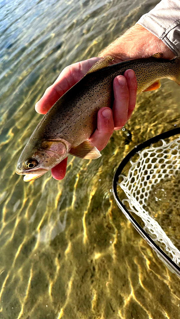 realhaylujan image ~ Altpins