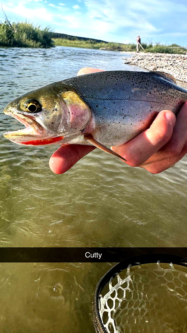 realhaylujan image ~ Altpins