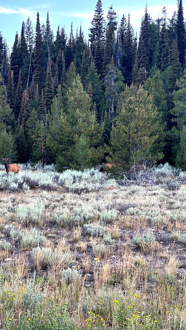 realhaylujan image ~ Altpins