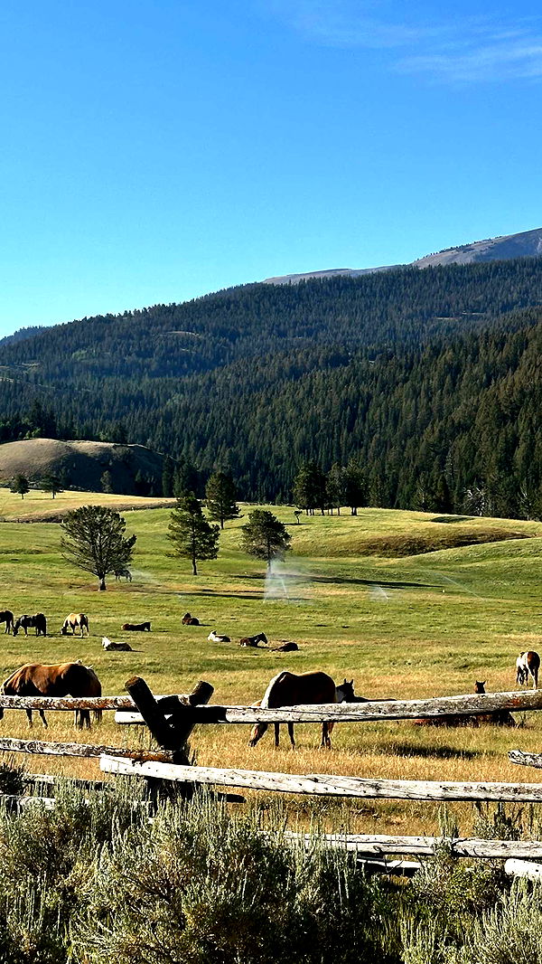 realhaylujan image ~ Altpins