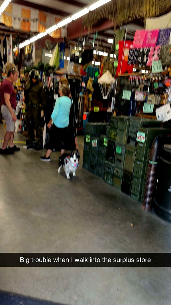 realhaylujan image ~ Altpins