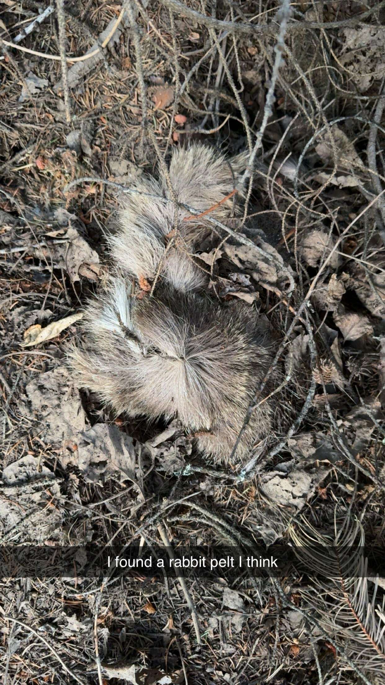 realhaylujan snapchat image archive image