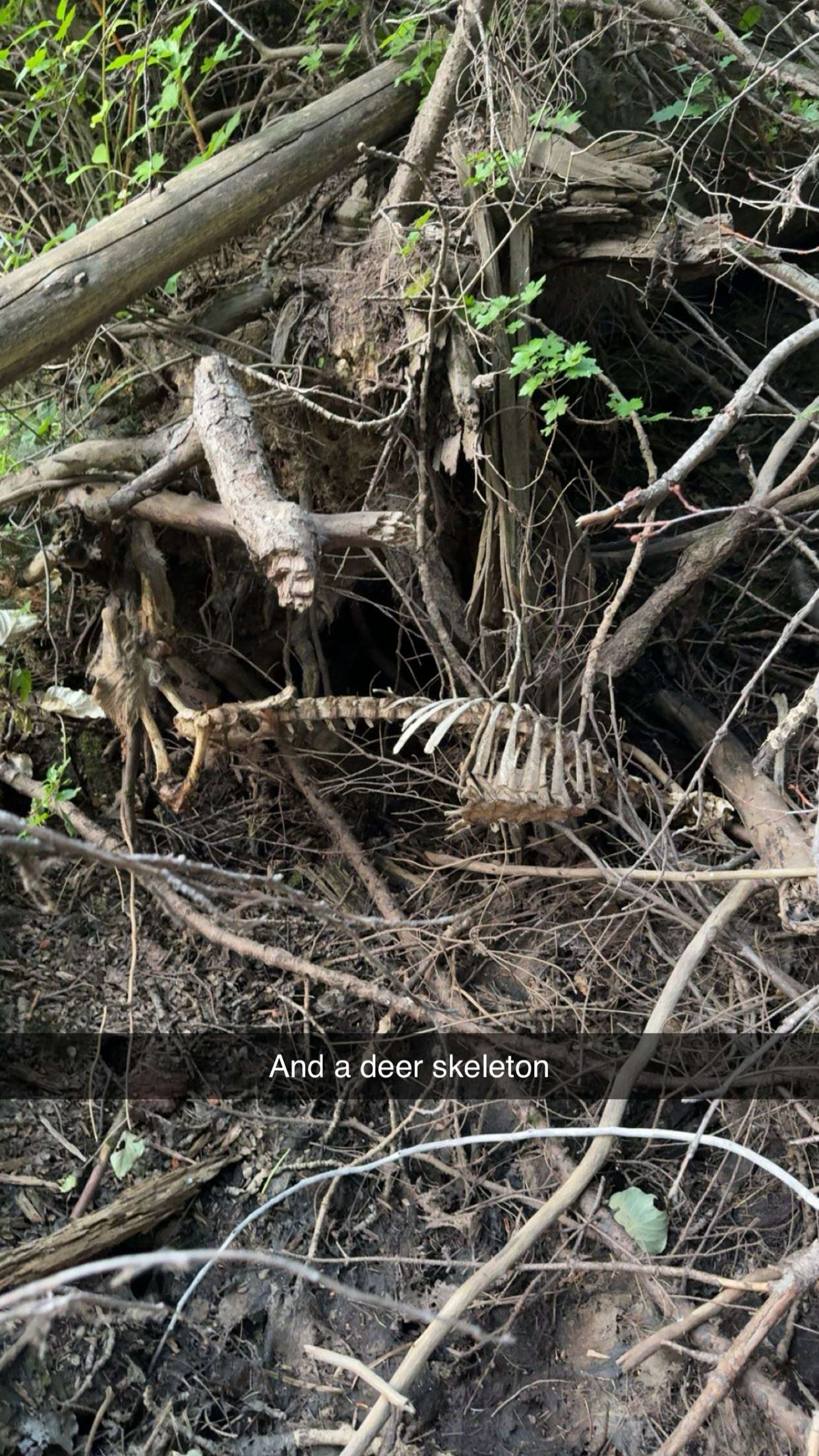 realhaylujan snapchat image archive image