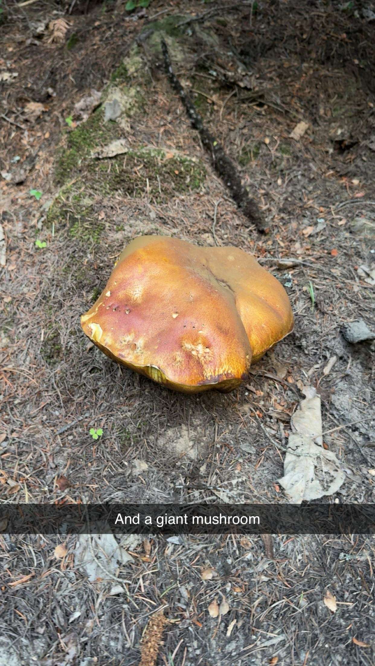 realhaylujan snapchat image archive image