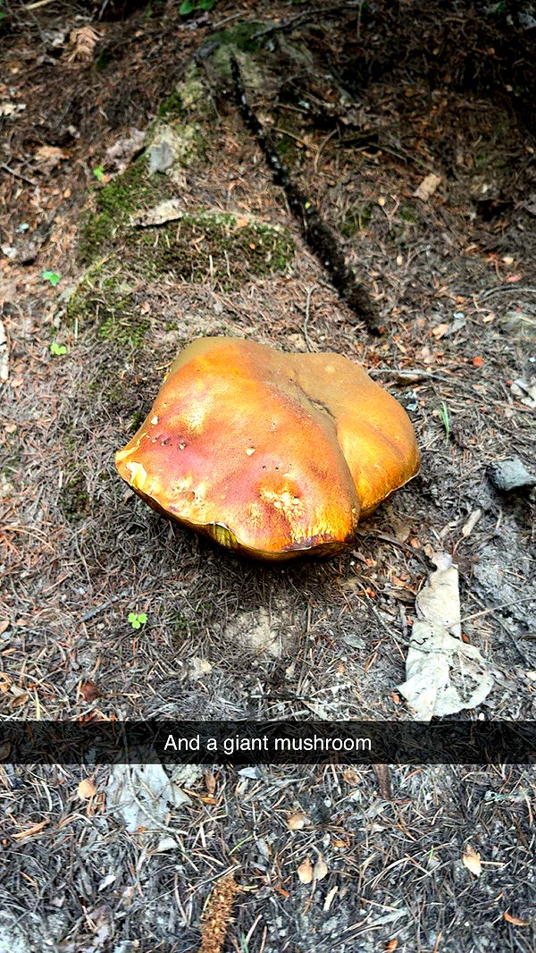 realhaylujan image ~ Altpins