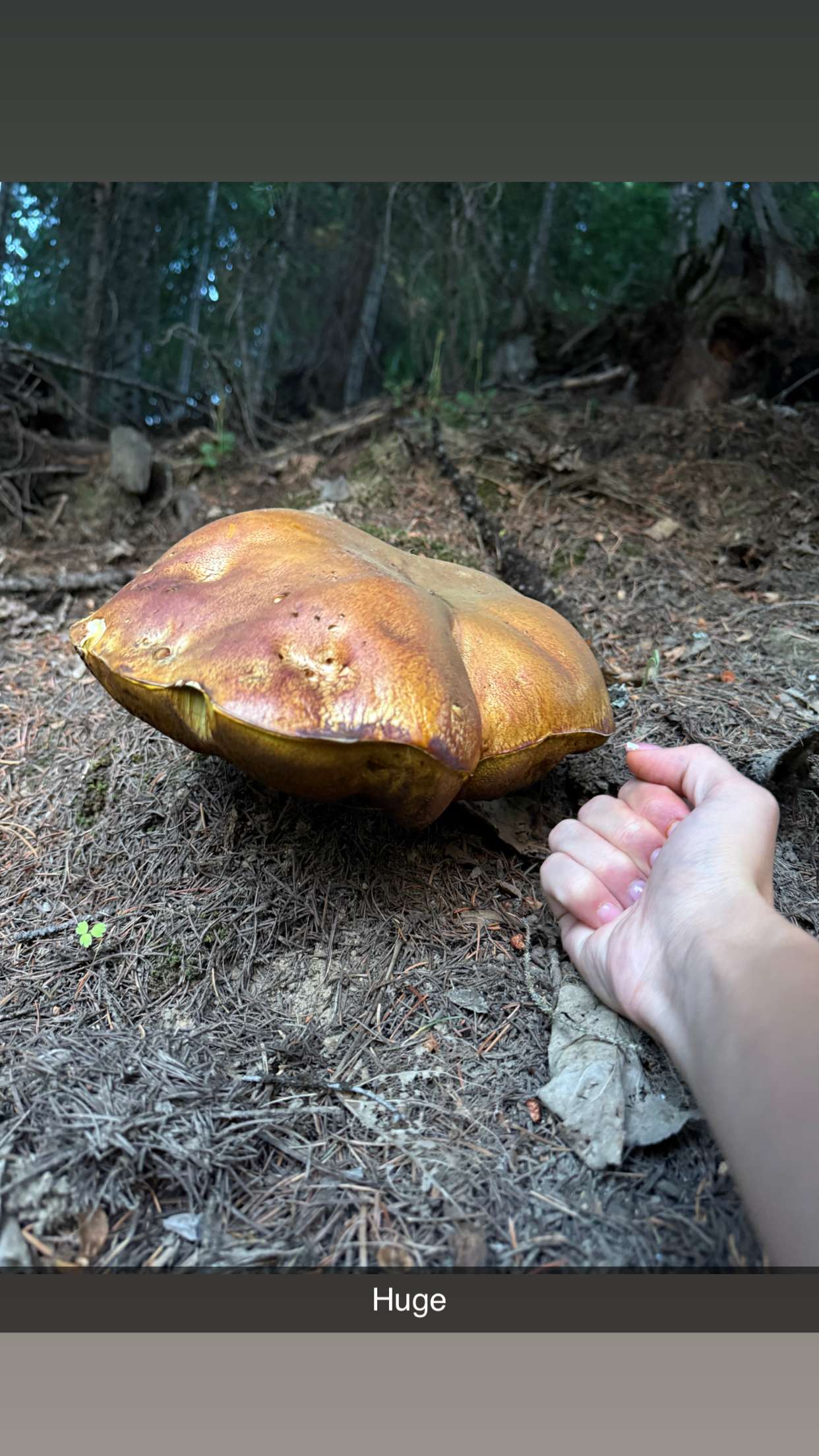 realhaylujan snapchat image archive image