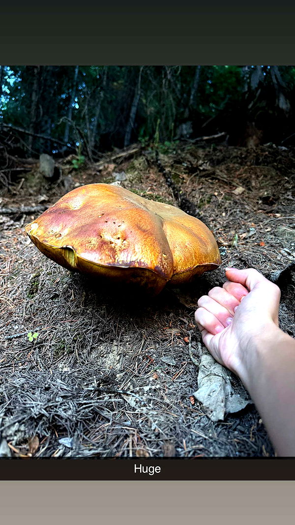 realhaylujan image ~ Altpins