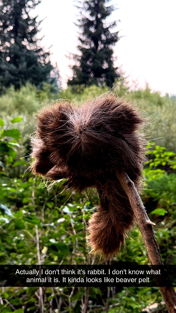 realhaylujan image ~ Altpins