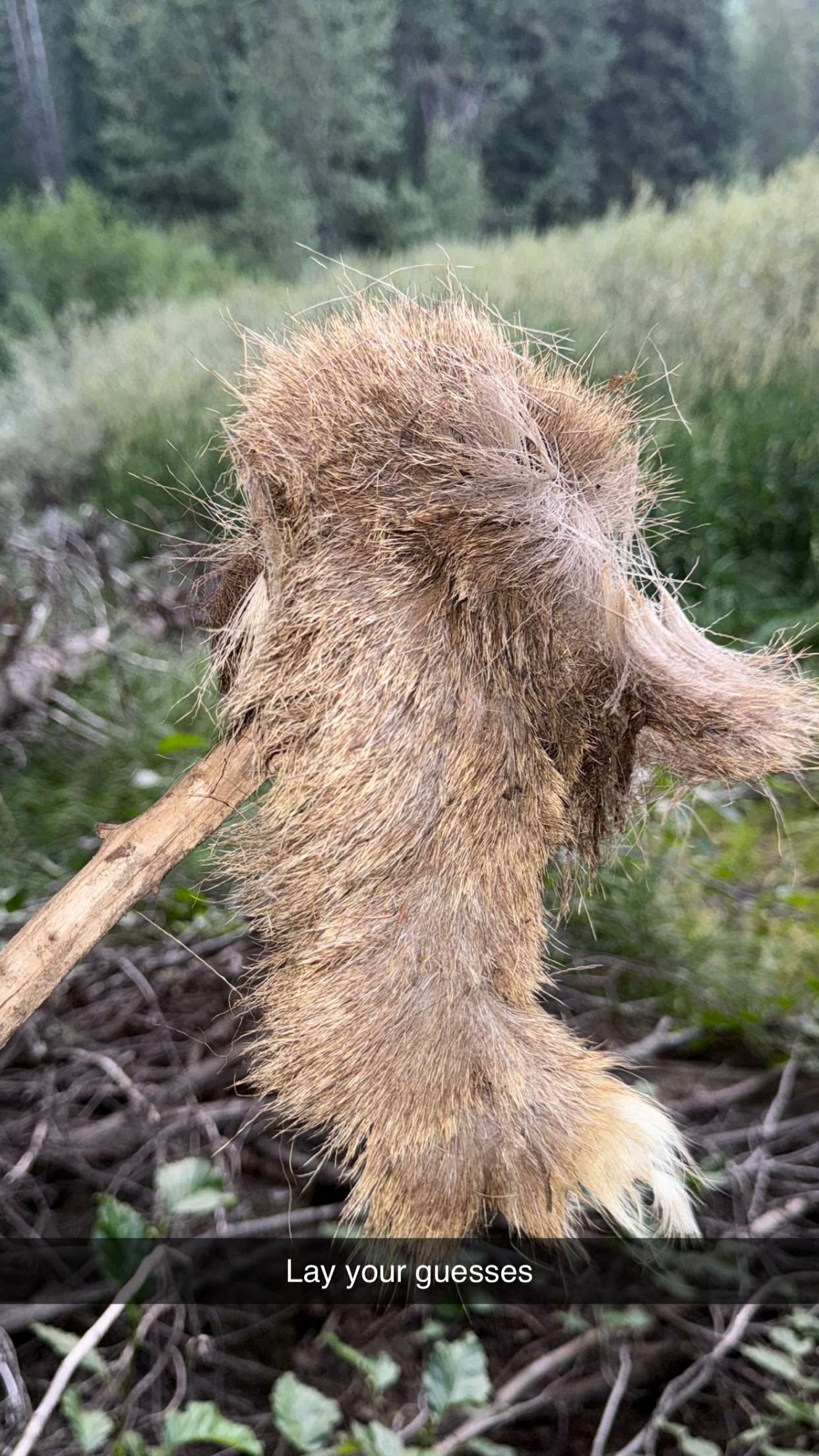 realhaylujan snapchat image archive image