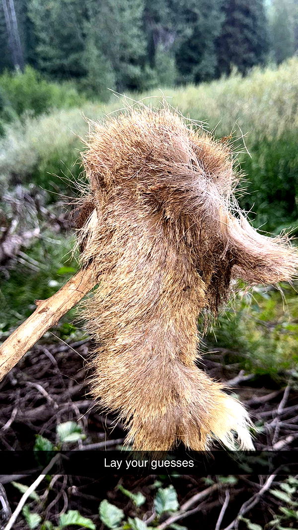 realhaylujan image ~ Altpins