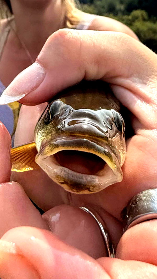 realhaylujan image ~ Altpins