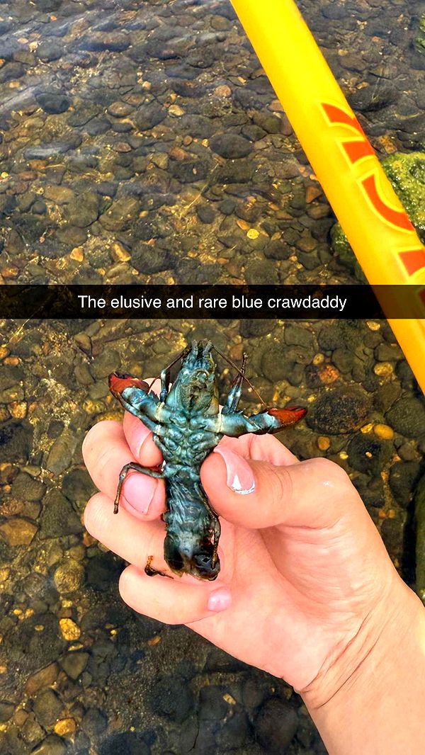 realhaylujan image ~ Altpins