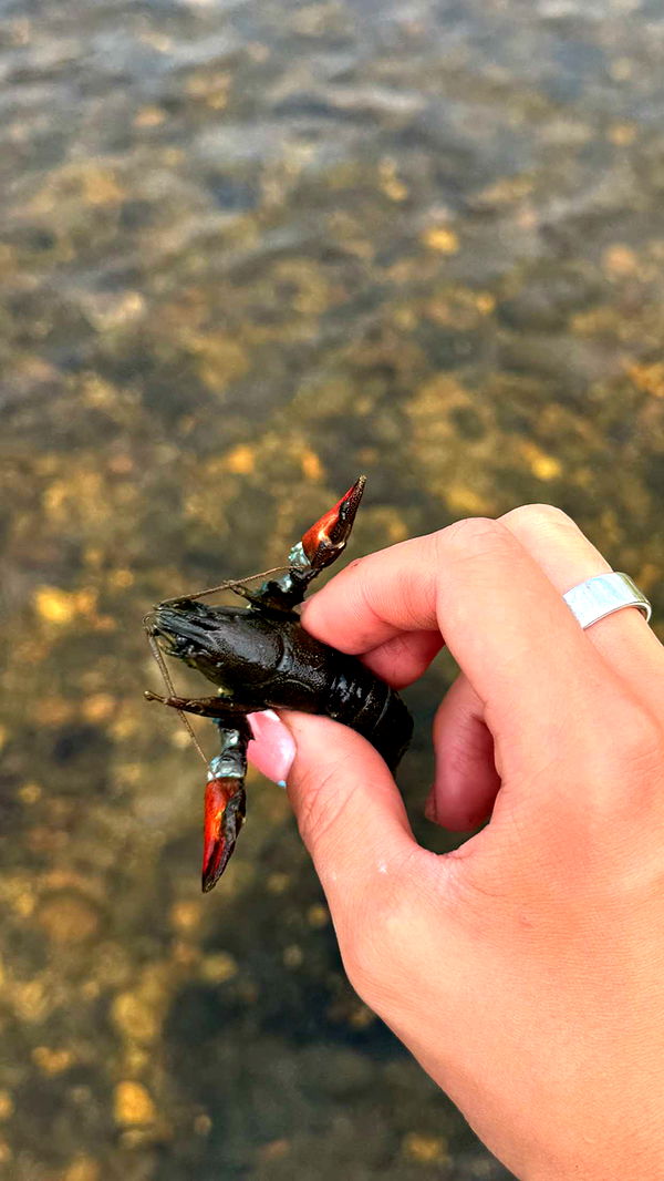 realhaylujan image ~ Altpins