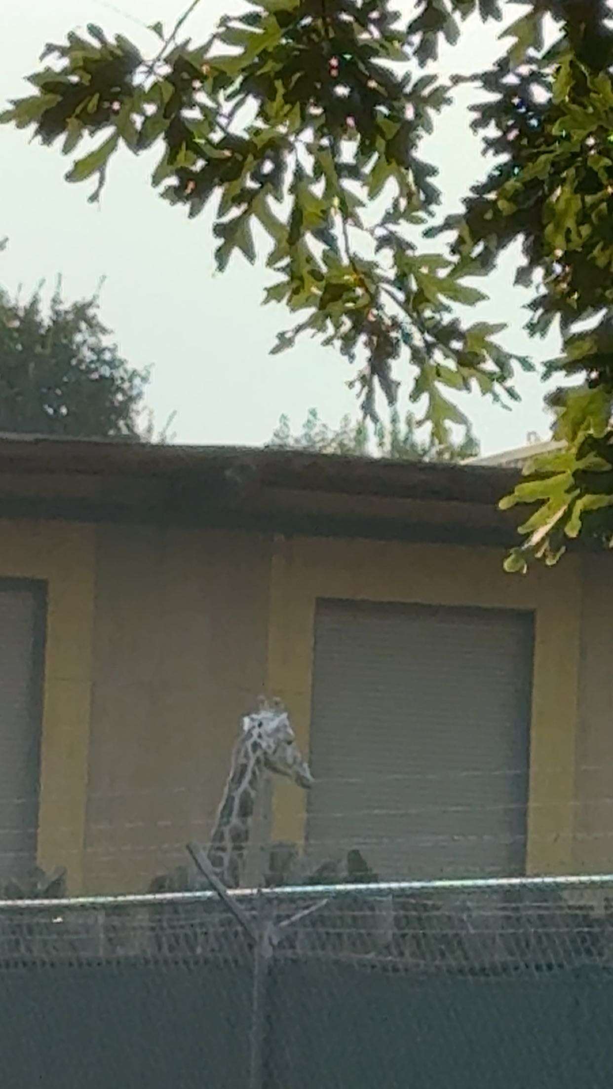 realhaylujan snapchat image archive image