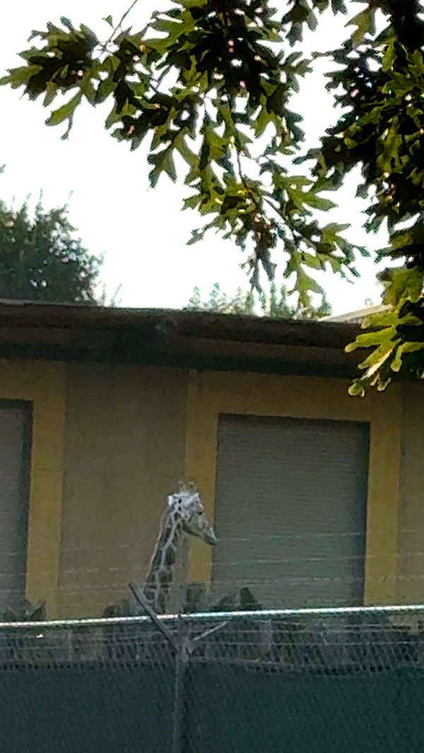 realhaylujan image ~ Altpins