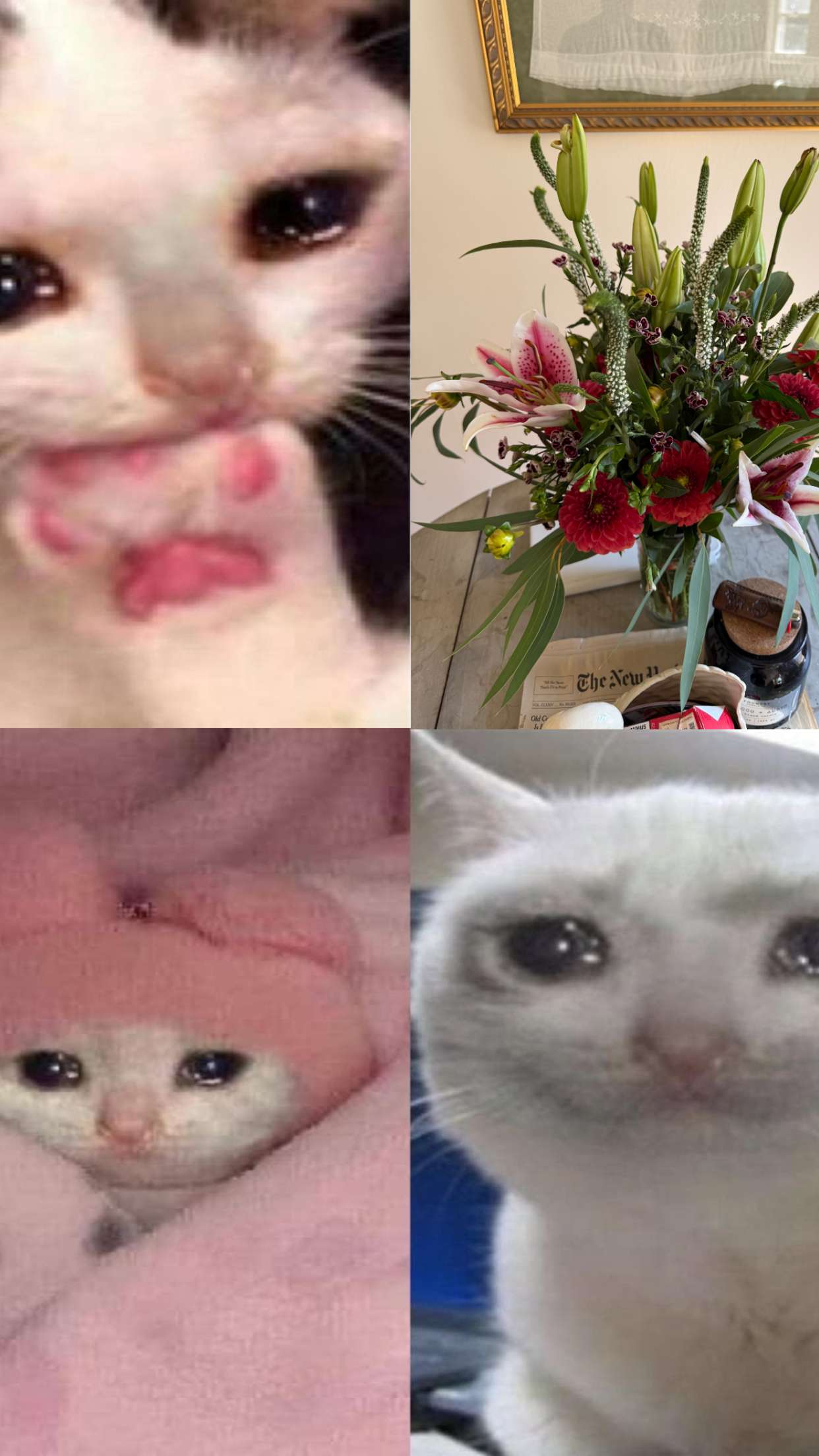 realhaylujan snapchat image archive image